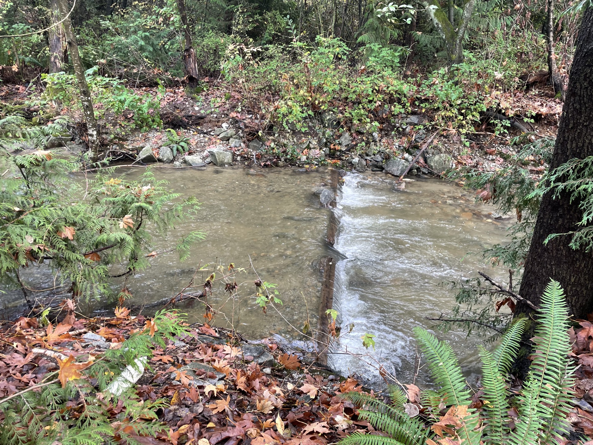 Scott Creek Salmon Walk.jpg
