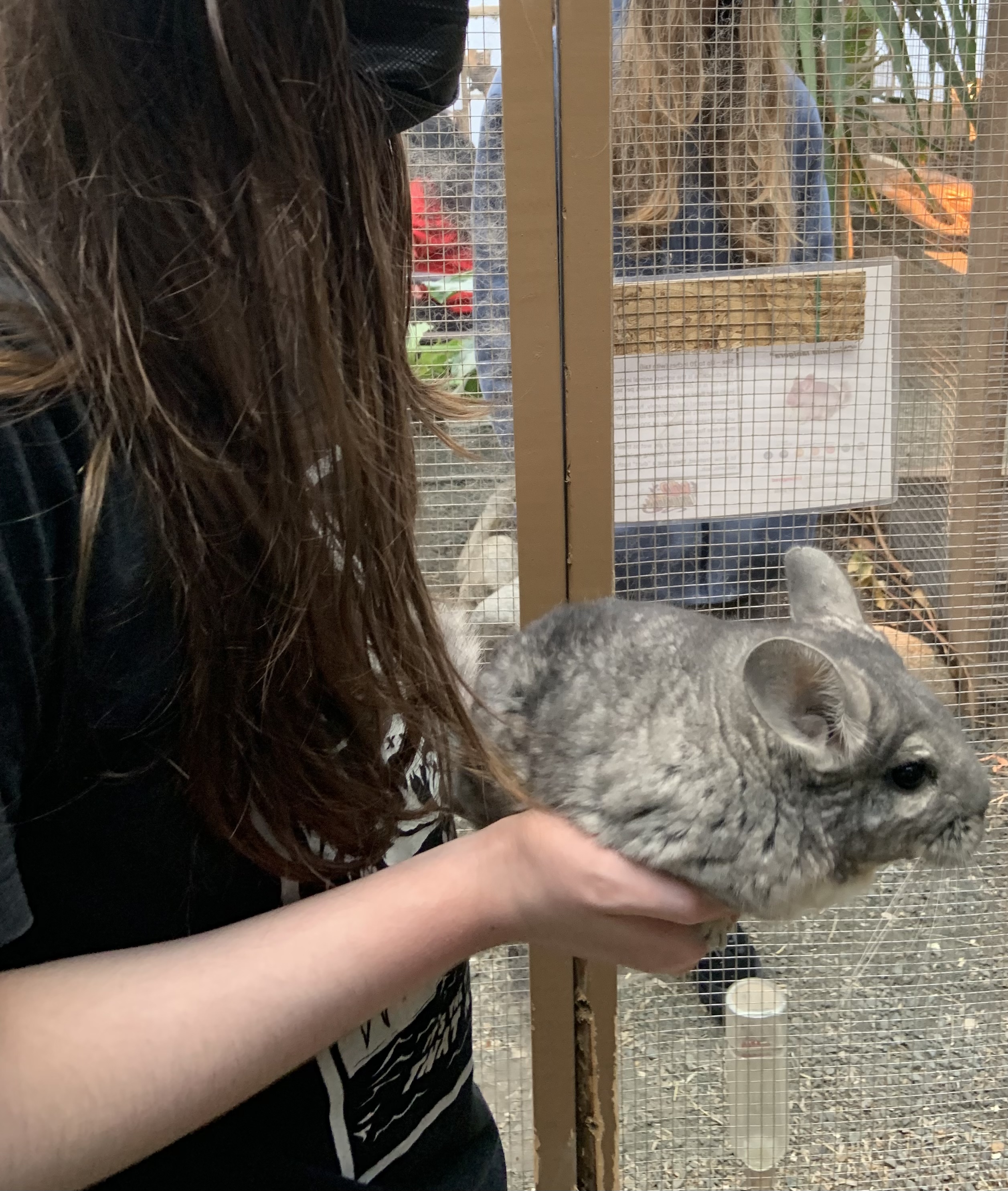 chinchilla.jpeg