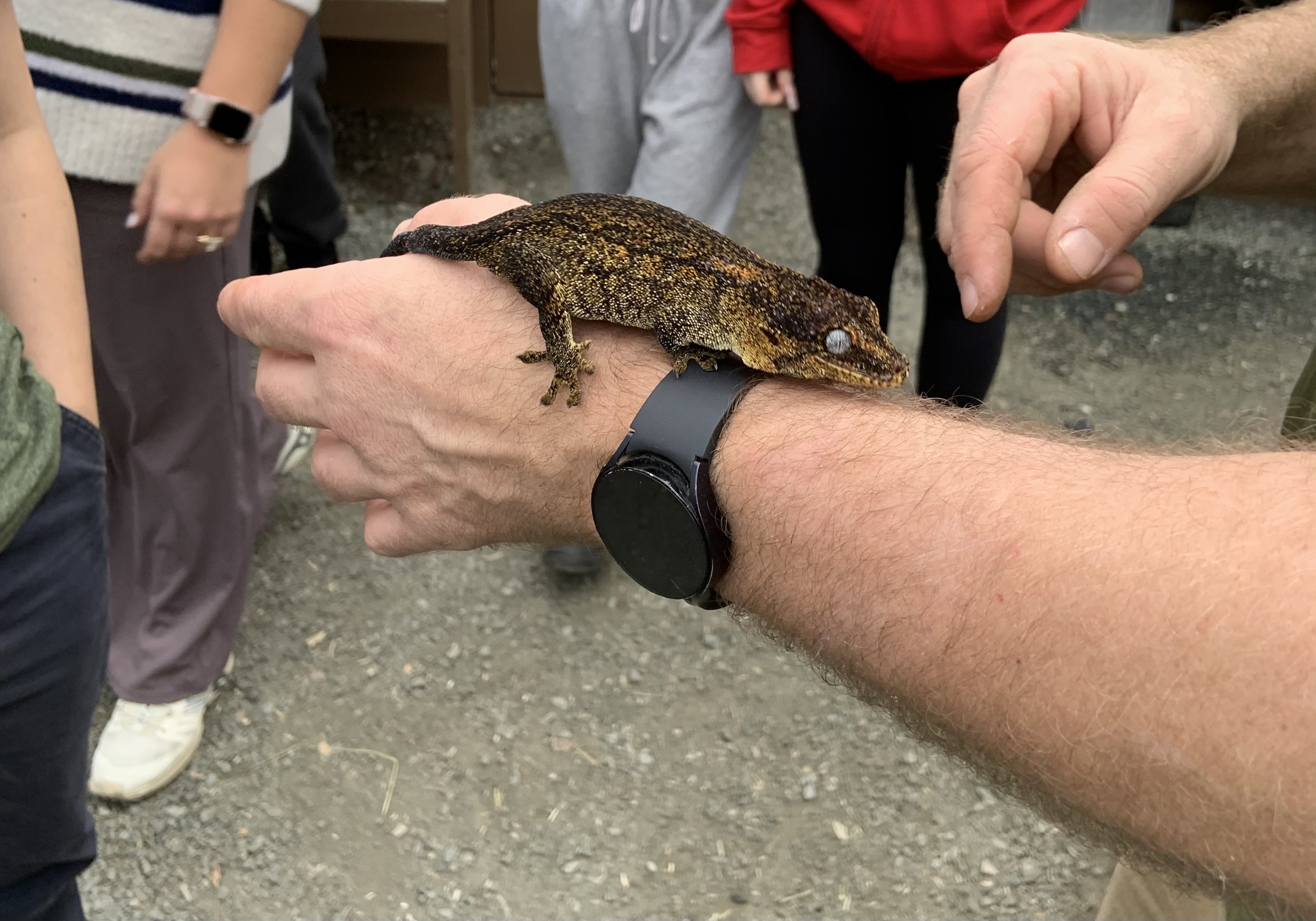 gecko.jpeg