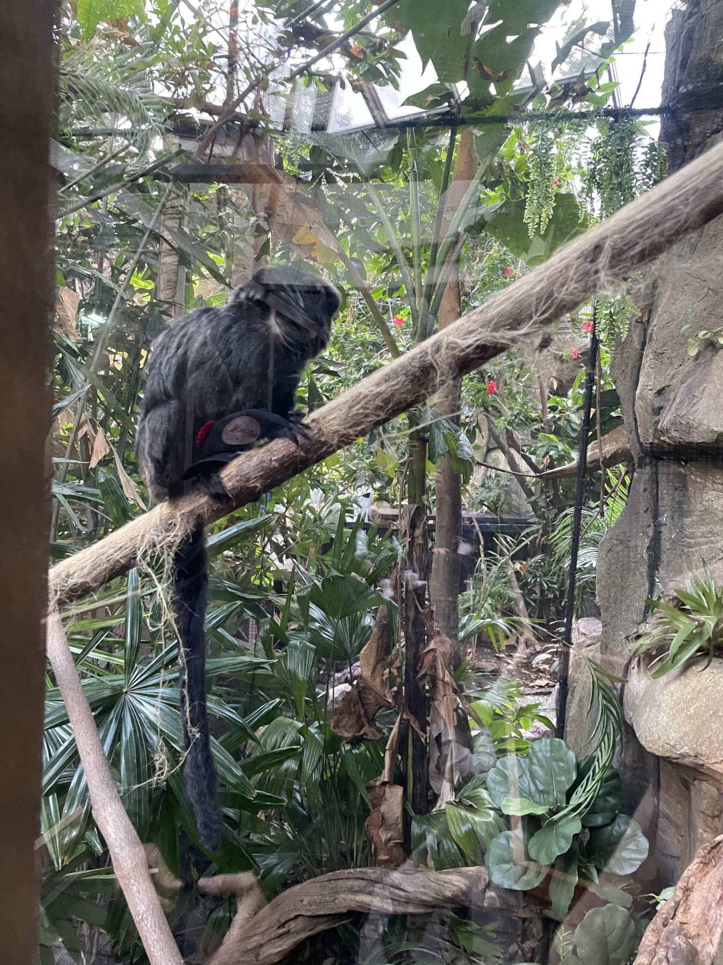 monkey.jpg
