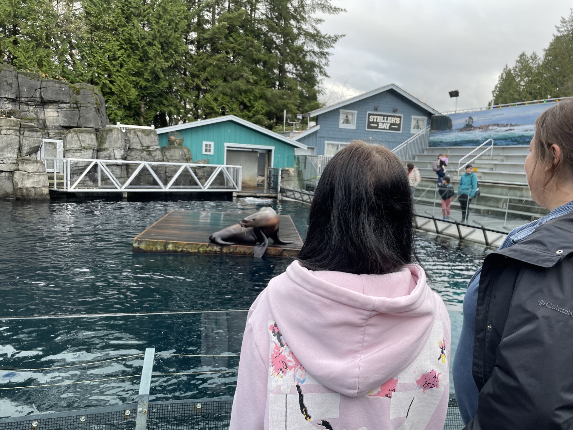 sea lion.jpg