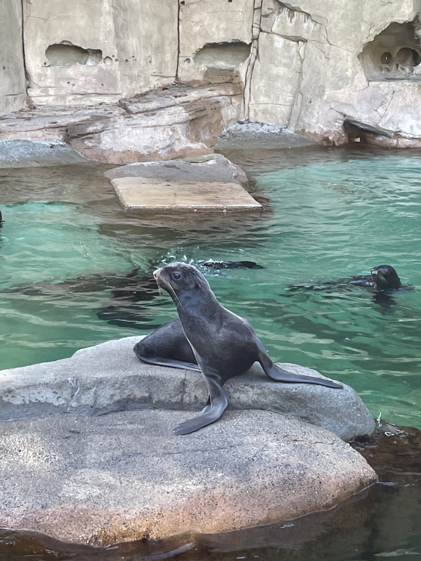 seal.jpg