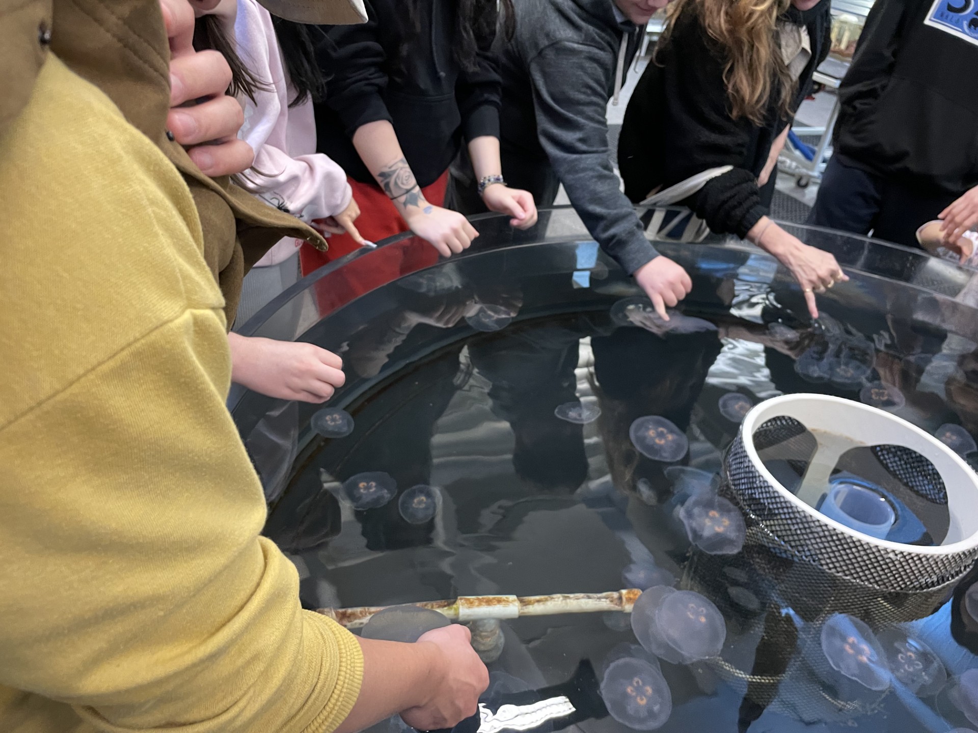 touch lab jelly fish.jpg