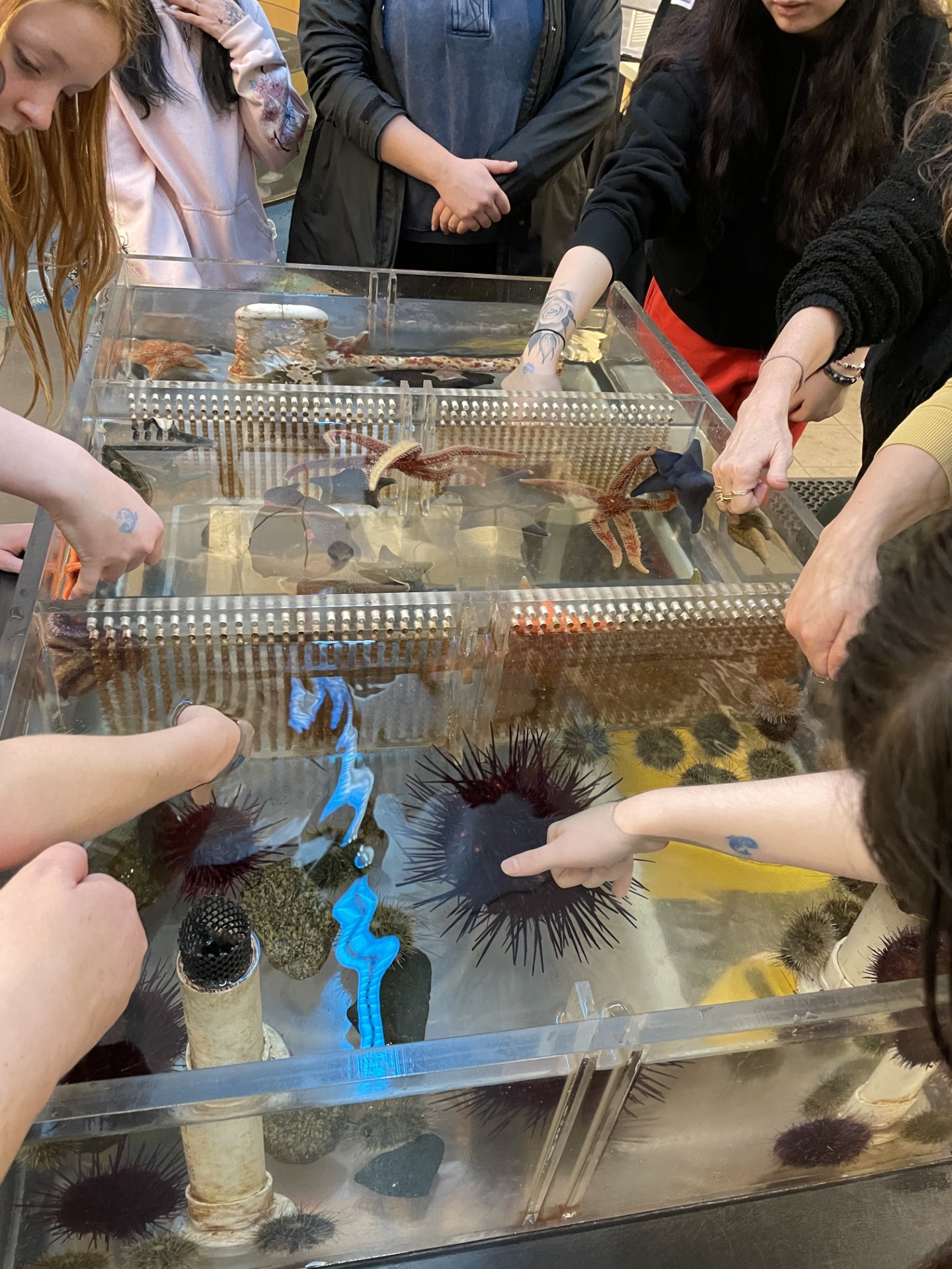 touch lab sea stars.jpg