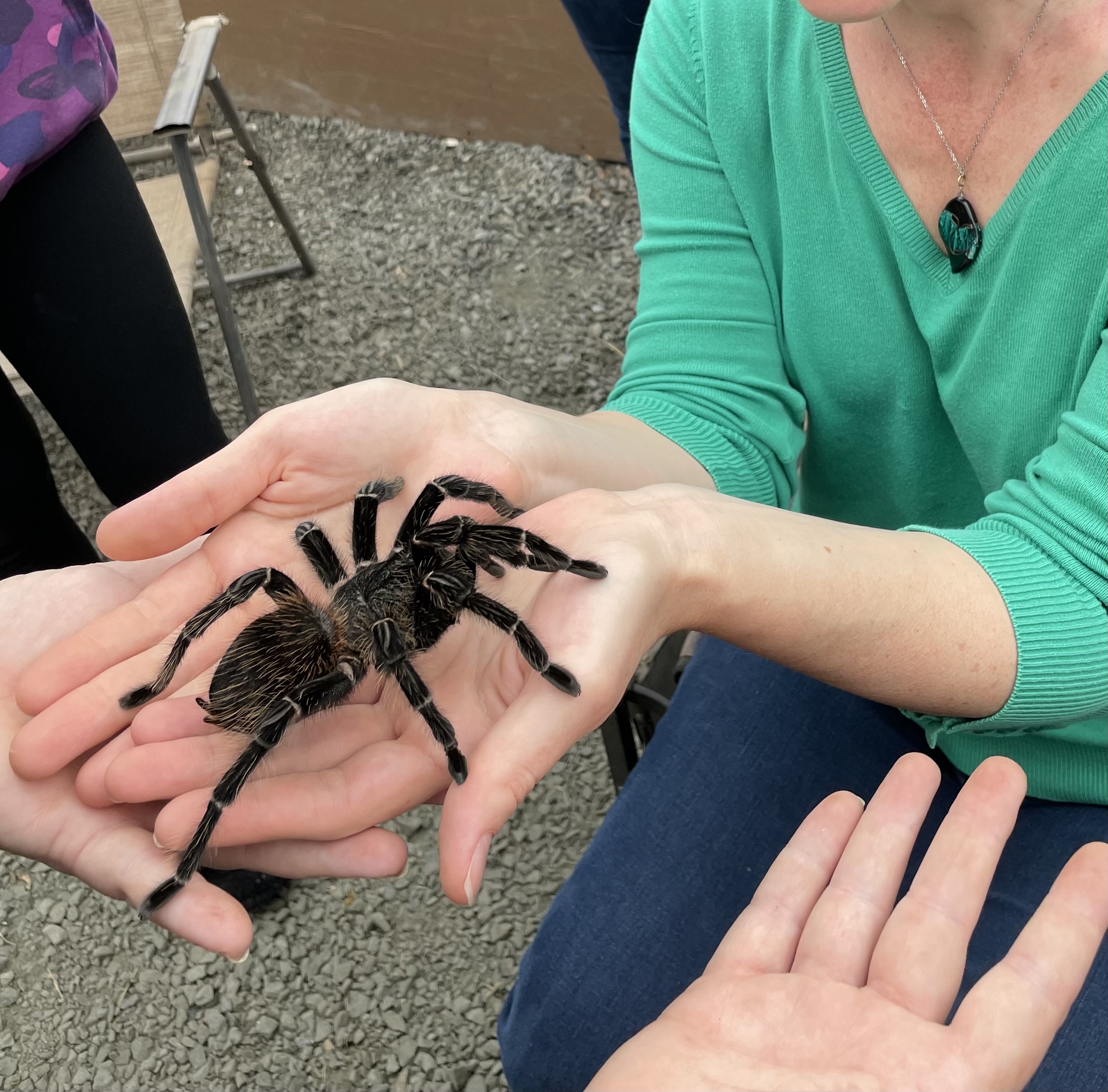 turantula.jpeg