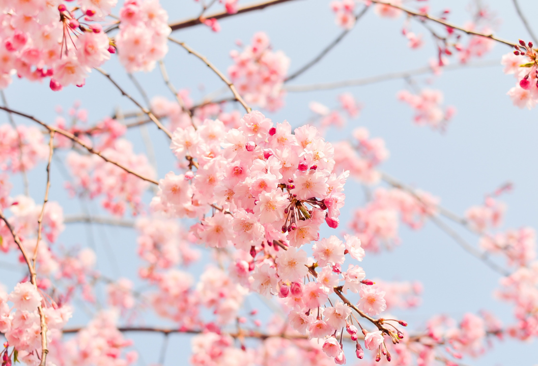 Cherry Blossom  (3).png